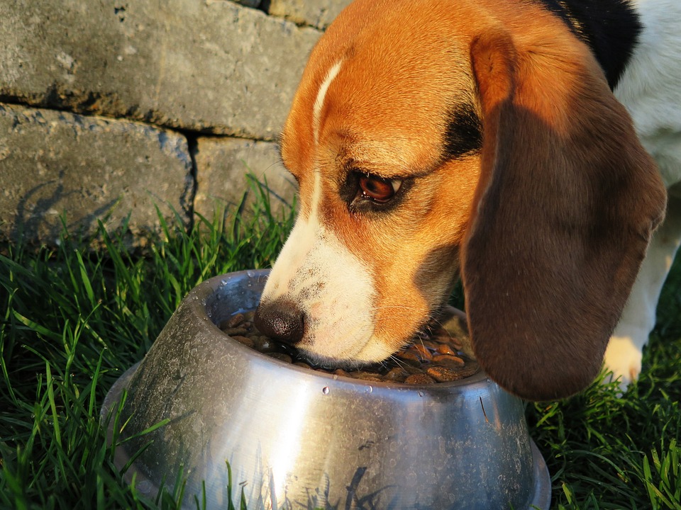 10 Top-Rated Dog Foods for Optimal Health
